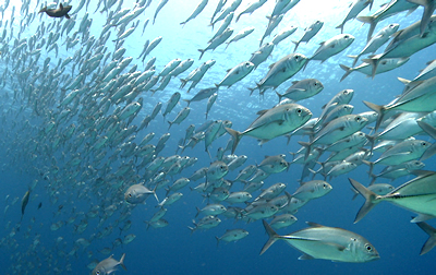 diving with the philippine siren